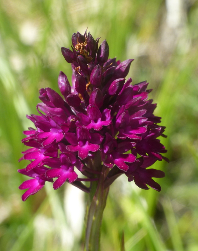 La Nigritella widderi a Pizzo di Sevo e Cima Lepri  -  luglio 2025